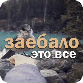 😮‍💨 заебало это все russo, ofensivo, frustração, pássaro, natureza, texto telegram sticker