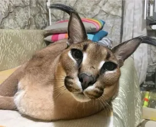 🤩 caracal, lynx, cat, animal, wildlife, floppa, big cat telegram sticker