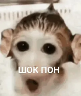 😲 ШОК ПОН monkey, shock, surprise, animal, meme telegram sticker