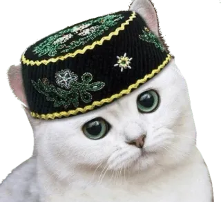 🙂 кот, животное, милый, котёнок, питомец, шляпа, смешной whatsapp sticker