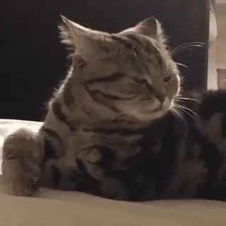 😾 gato, animal, animal de estimação, gato doméstico, felino, fofo telegram sticker