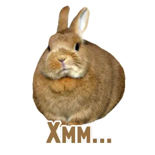 🤔 XMM.... coniglio, animale, carino, coniglio telegram sticker
