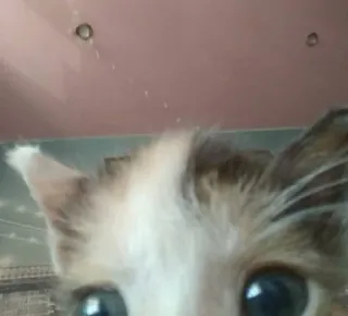 😙 猫, 動物, ペット, ネコ科, 飼い猫, 哺乳類, 可愛い whatsapp sticker