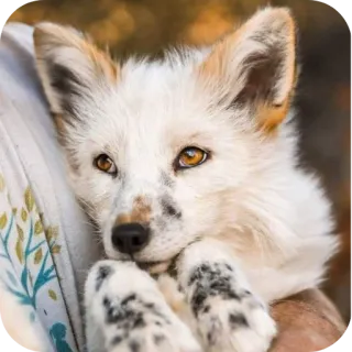 👀 telegram sticker