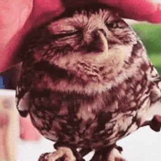 🦉 cú mèo, chim, dễ thương, thú cưng, động vật telegram sticker