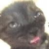 🐱