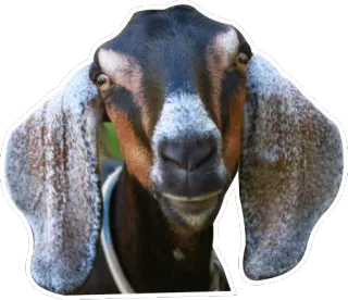 😯 goat, animal, domestic animal, farm, mammal, agriculture telegram sticker