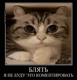 🌟 БЛЯТЬ
Я НЕ БУДУ ЭТО КОМЕНТИРОВАТЬ cat, cute, meme, funny, russian, animal, offensive telegram sticker