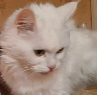 🤔 Katze, weiße Katze, Tier, Haustier, Haustier, Säugetier, flauschig whatsapp sticker