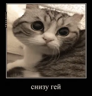 🌟 снизу гей cat, meme, funny, animal telegram sticker
