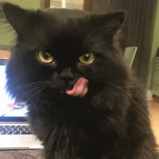 😏 kucing, kucing hitam, menjilat, binatang, hewan peliharaan, hewan piaraan, mamalia telegram sticker
