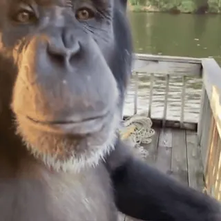 🦍 scimpanzé, animale, scimmia, primate, fauna selvatica, natura telegram sticker