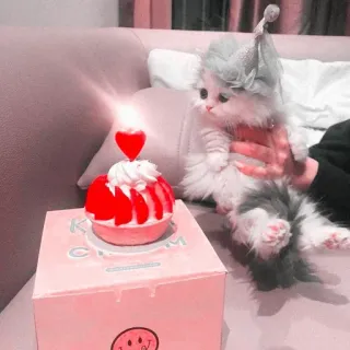 🍧 K Cream cat, kitten, birthday, cupcake, cute, kawaii, celebration telegram sticker