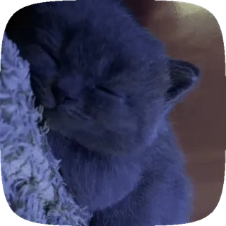 💤 动物, 猫, 小猫, 睡觉, 可爱 telegram sticker