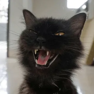 😡 gato, gato preto, animal, animal de estimação, animal doméstico, felino whatsapp sticker