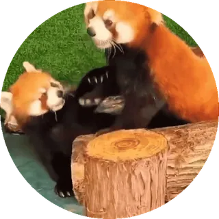 🐼 panda mała, zwierzę, słodki, dzika przyroda, ssak, natura telegram sticker
