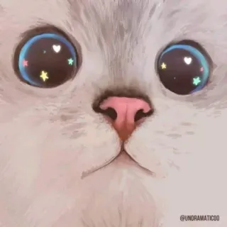 👀 @UNDRAMATICOO chat, animal, animal de compagnie, mignon, chat blanc, grands yeux, étoiles, coeurs whatsapp sticker