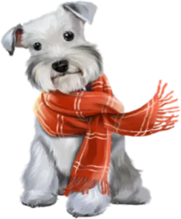 💨 Hund, Schnauzer, Schal, Tier, niedlich, Winter telegram sticker