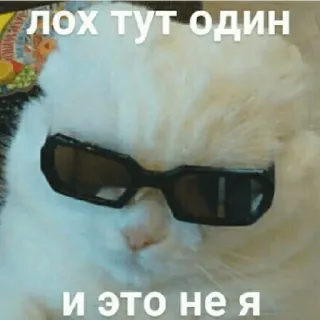 😎 ЛОХ ТУТ ОДИН
И ЭТО НЕ Я แมว, แว่นตา, มีม, ตลก, สติกเกอร์ telegram sticker
