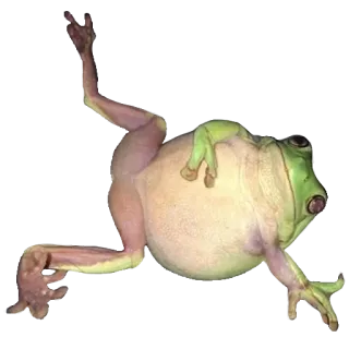 ❤️ rã, anfíbio, verde, animal, natureza, rã-arborícola whatsapp sticker