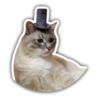 👨 gato, sombrero de copa, animal, mascota, lindo, pegatina whatsapp sticker