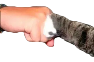 🤝 gatto, pugno, animale domestico, animale, zampa, mano, amichevole telegram sticker