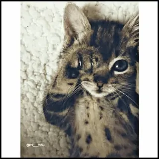 🐾 @ri__sou Katze, Kätzchen, süß, Tier, Haustier telegram sticker