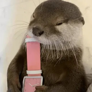😶 loutre, animal, mammifère, mignon, heure, montre, rose telegram sticker