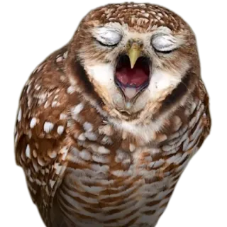 🐦 cú mèo, động vật, ngáp, chim, động vật hoang dã telegram sticker