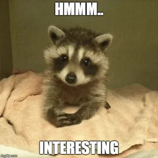 🤔 HMMM..
INTERESTING mapache, animal, lindo, interesante, hmm whatsapp sticker