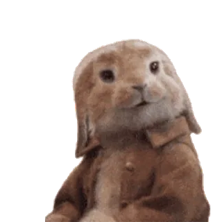 🐇 Peter Rabbit conejo, animal, lindo, dibujos animados whatsapp sticker