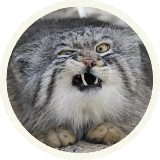 😖 кот, манул, кот манул, животное, дикий кот, смешной telegram sticker