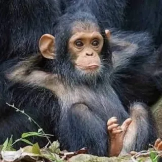 😏 animal, chimpanzé, singe, singe, mignon telegram sticker