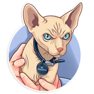 😡 MR. BUGGLESWORTH mèo, sphynx, mèo không lông, Mr. Bugglesworth, thú cưng, động vật, vòng cổ, nhãn dán telegram sticker
