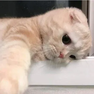 🥺 แมว, น่ารัก, สัตว์, สัตว์เลี้ยง, แมวบ้าน, สก๊อตติชโฟลด์ telegram sticker