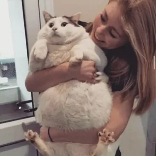 🐈 Katze, Frau, Haustier, Tier, Umarmung, süß, Haustier, Kätzchen telegram sticker
