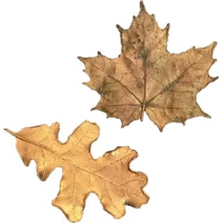 🍂 foglie, autunno, autunno, natura, foglia d'acero, foglia di quercia telegram sticker