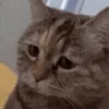 😿