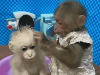 😳 monkey, grooming, animals, cute, primates telegram sticker