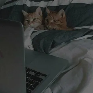 cats whatsapp stickers