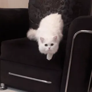 ✨ 猫, 白色, 宠物, 宠物, 毛茸茸, 可爱 whatsapp sticker