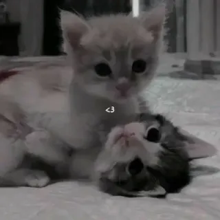 👩‍❤️‍💋‍👨 <3 mèo con, mèo, động vật, dễ thương, yêu, thú cưng, nhà, mèo telegram sticker