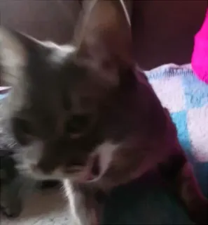 😱 gato, cinza, animal, animal de estimação telegram sticker