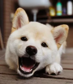 😄 anjing, anak anjing, lucu, hewan, shiba inu, bahagia whatsapp sticker