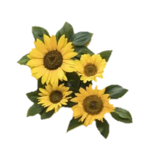 🌹 Sonnenblume, Blume, Blumen, Pflanze, Natur, Gelb whatsapp sticker