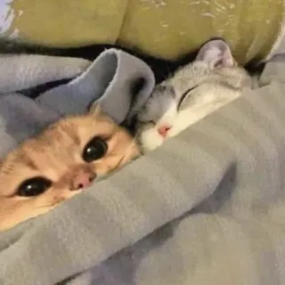 🥰 gatti, dormire, carino, animali domestici, animali, coperta telegram sticker