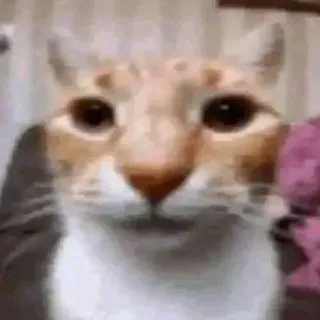😂 猫, 動物, ペット, 哺乳類, ネコ科, 飼い猫, オレンジ猫 whatsapp sticker