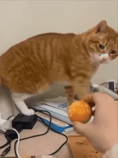 🌟 chat, orange, animal de compagnie, animal, chat domestique whatsapp sticker