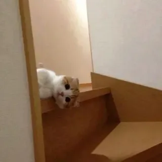 ☺️ chat, escalier, mignon, animal, chat domestique telegram sticker