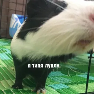 ❤️ Я типа луплу. cochon d'inde, animal de compagnie, animal, mignon, rongeur telegram sticker